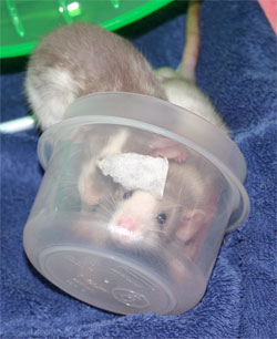 Mystery and Weasel in the Cheerio bowl