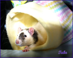 Tube Hammock With Rat