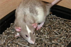 Weasel uses a litter box